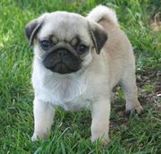 Pug Puppies Now Ready to go